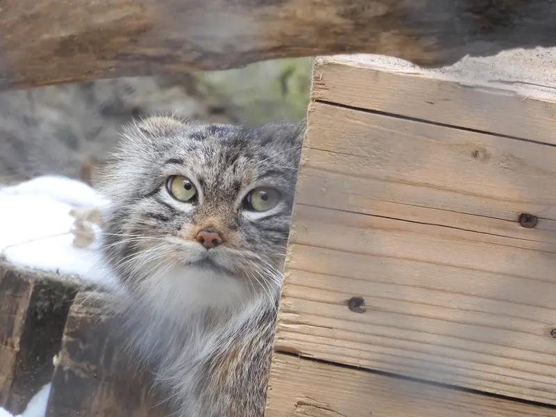 A photograph of a Pallas's cat in Novosibirsk Zoo
