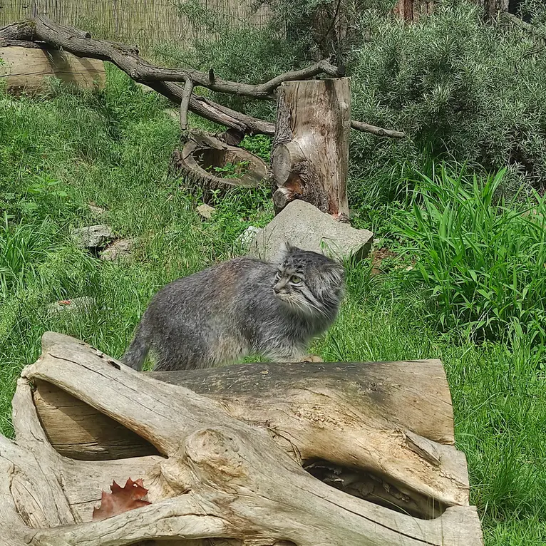 A photograph of Zarina in Wrocław Zoo