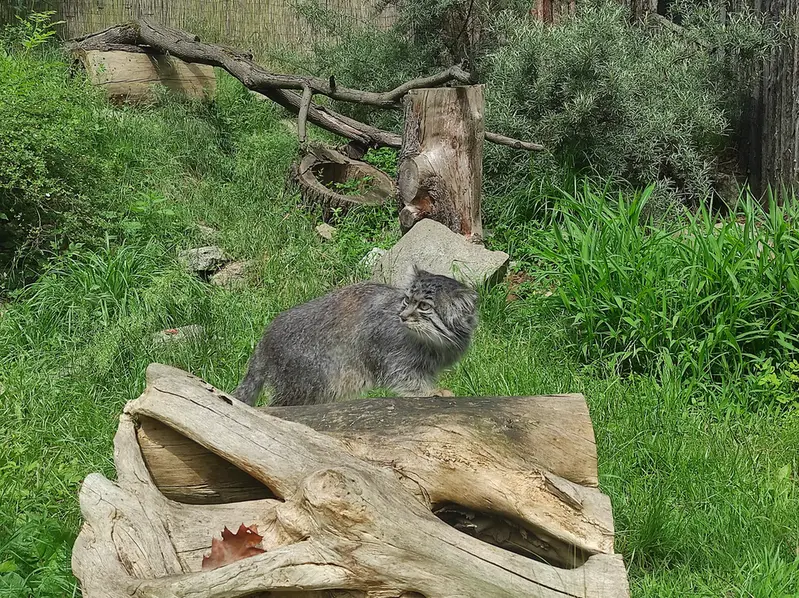 A photograph of Zarina in Wrocław Zoo