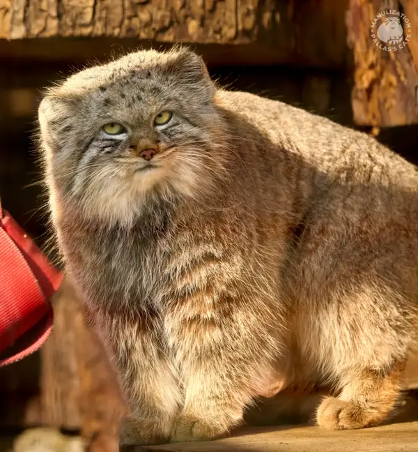 A photograph of a Pallas's cat