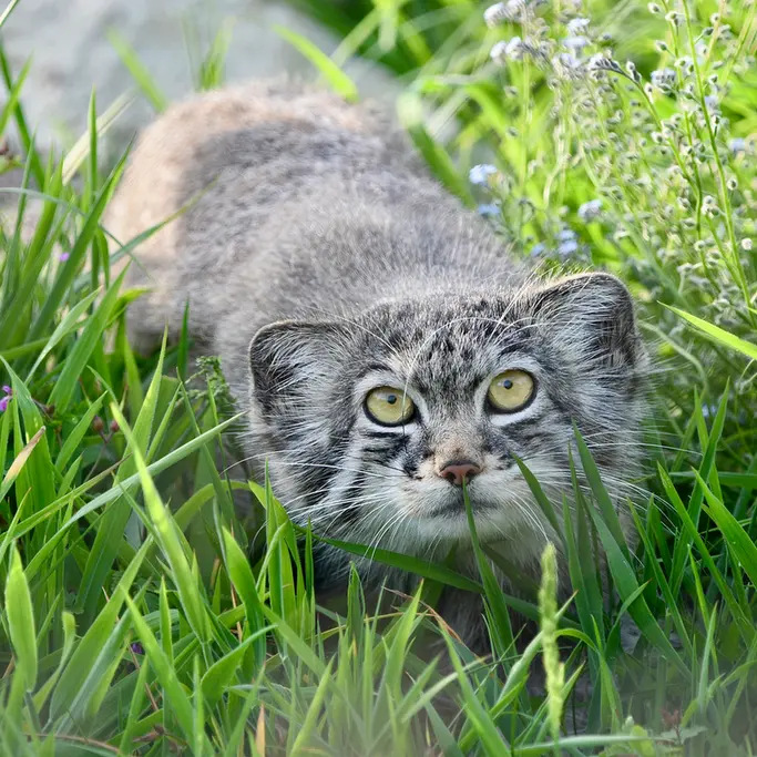 A photograph of a Pallas's cat in Port Lympne Wild Animal Park