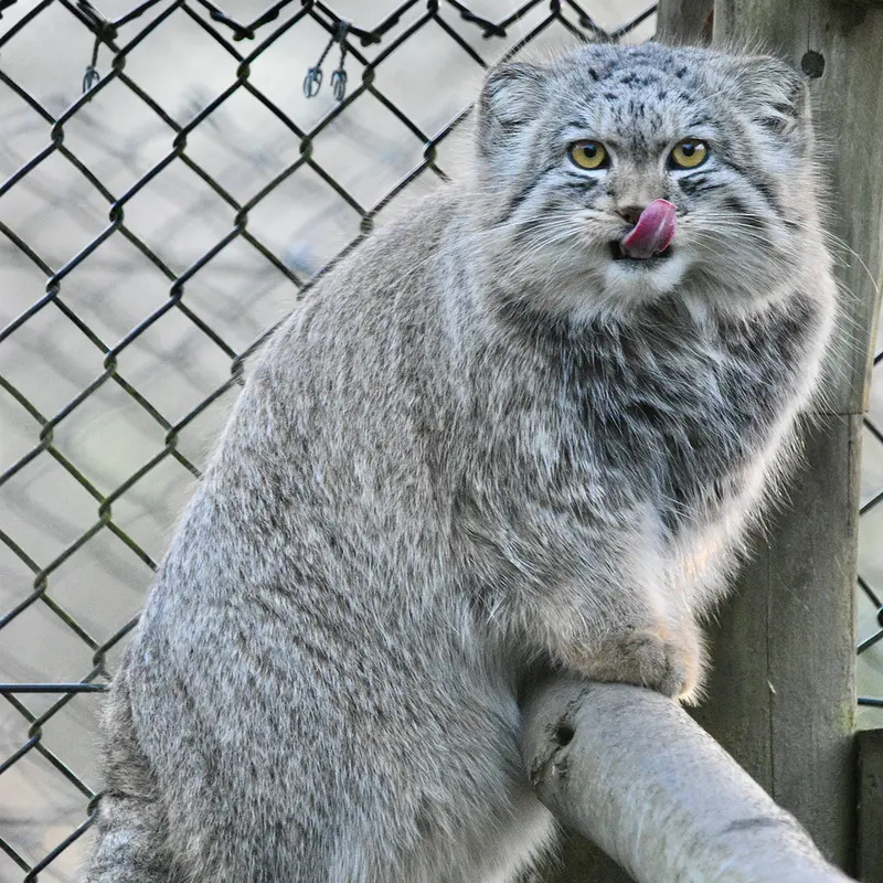 A photograph of Bat-Erdene in Port Lympne Wild Animal Park