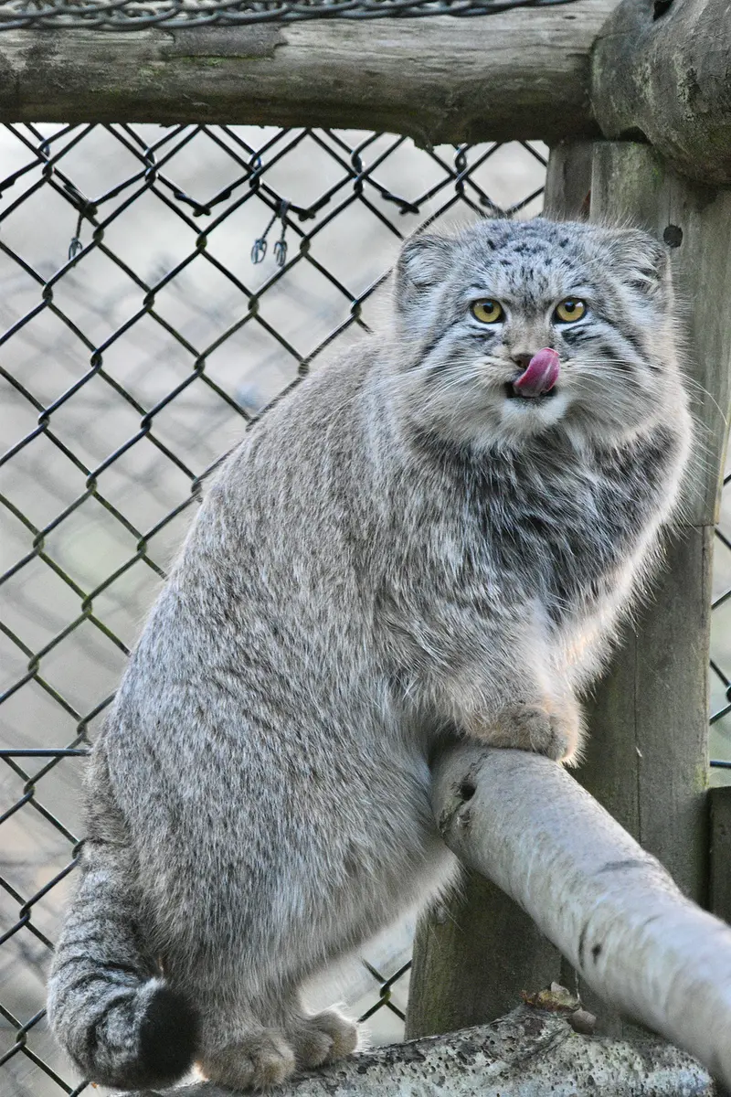 A photograph of Bat-Erdene in Port Lympne Wild Animal Park