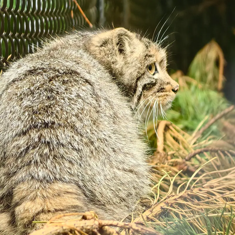 A photograph of Akkem in Novosibirsk Zoo