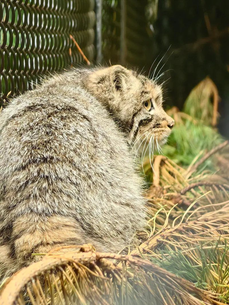 A photograph of Akkem in Novosibirsk Zoo