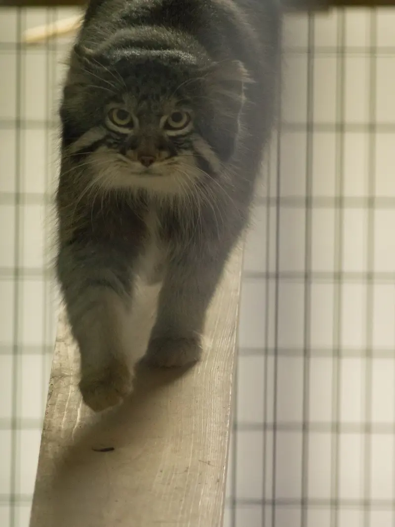 A photograph of Figa in Nogeyama Zoo