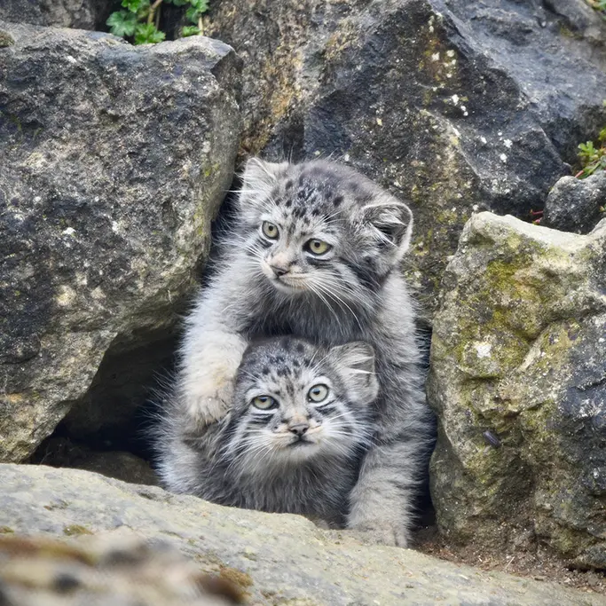 A photograph of a Pallas's cat in Port Lympne Wild Animal Park