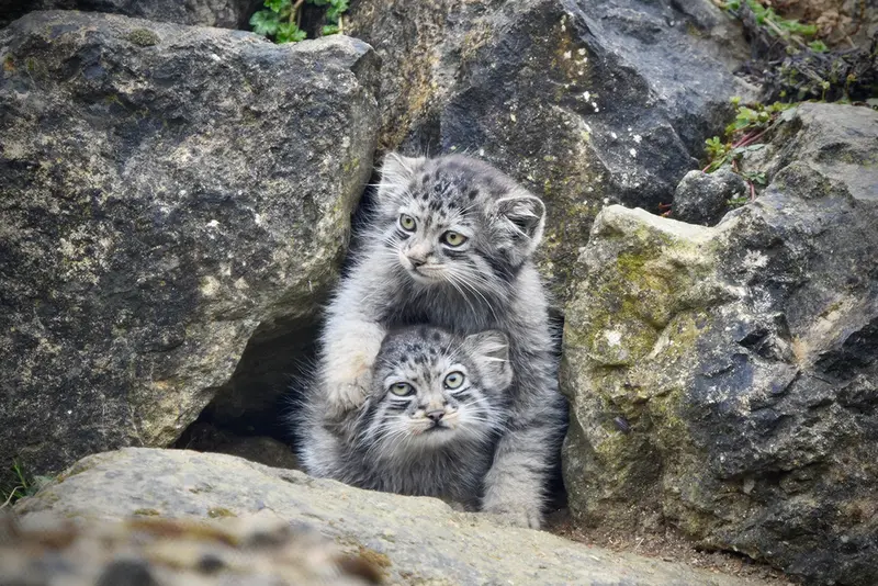 A photograph of a Pallas's cat in Port Lympne Wild Animal Park