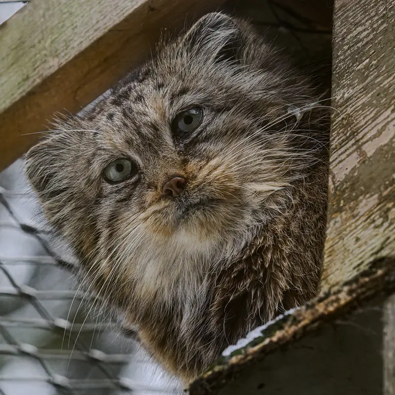 A photograph of Rgasha in Jihlava Zoo