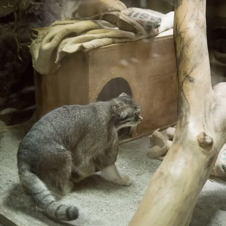 A photograph of Klyon in Ueno Zoological Gardens