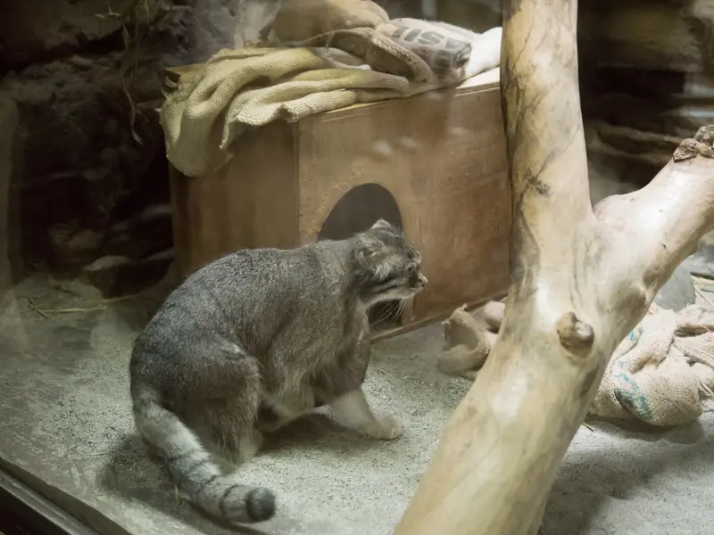 A photograph of Klyon in Ueno Zoological Gardens