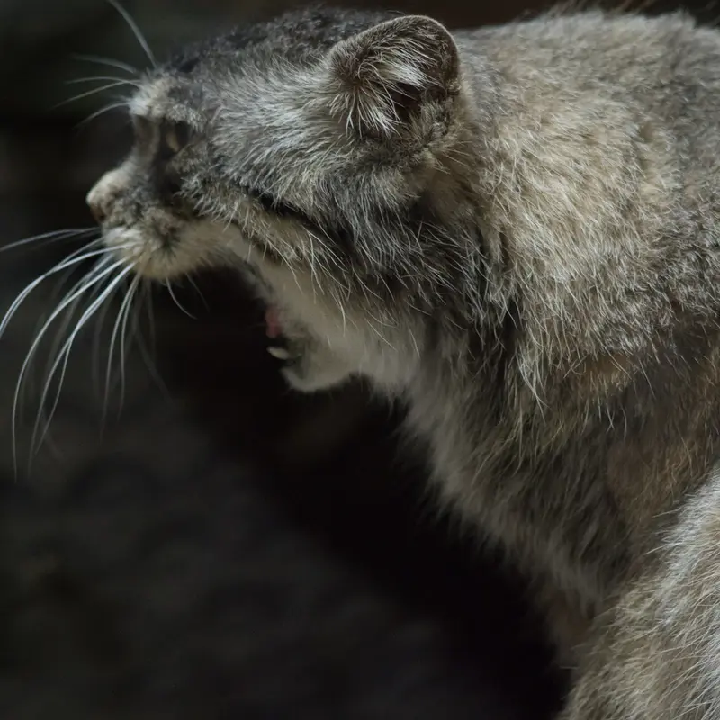 A photograph of Primula in Ueno Zoological Gardens