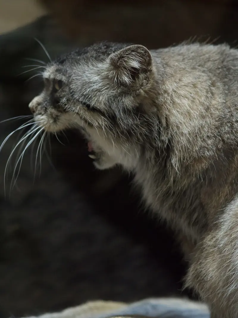 A photograph of Primula in Ueno Zoological Gardens
