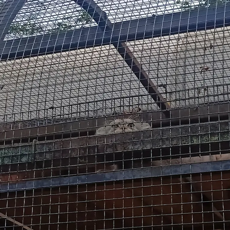 A photograph of Shu in Leningrad zoo