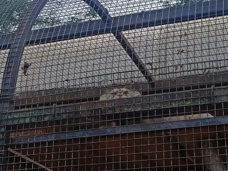 A photograph of Shu in Leningrad zoo