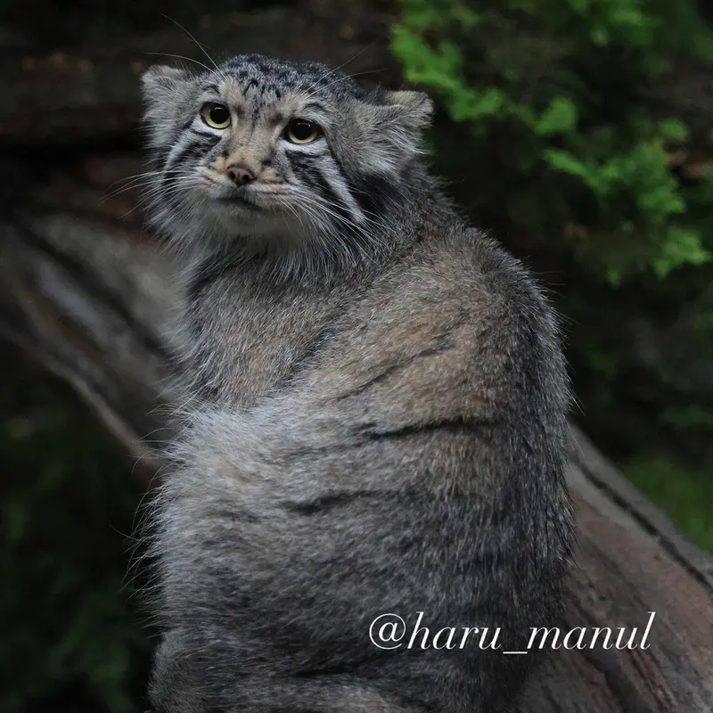 A photograph of Nagomu in Nasu Animal Kingdom