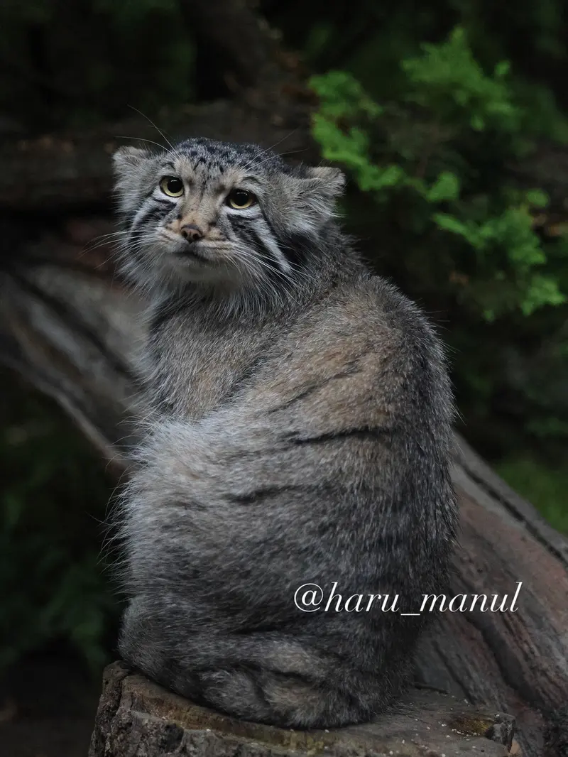 A photograph of Nagomu in Nasu Animal Kingdom