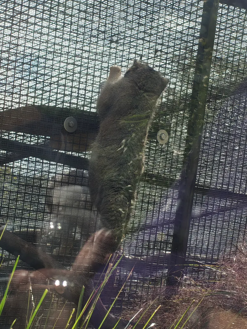 A photograph of Duchess in Edinburgh Zoo