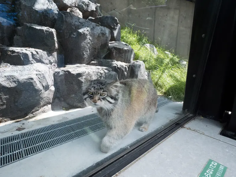 A photograph of Grusha in Asahiyama Zoo