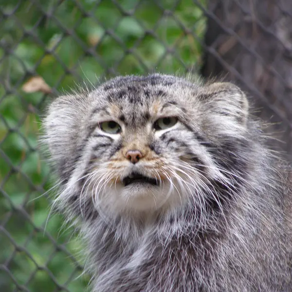 A photograph of Zelenogorsk in Novosibirsk Zoo