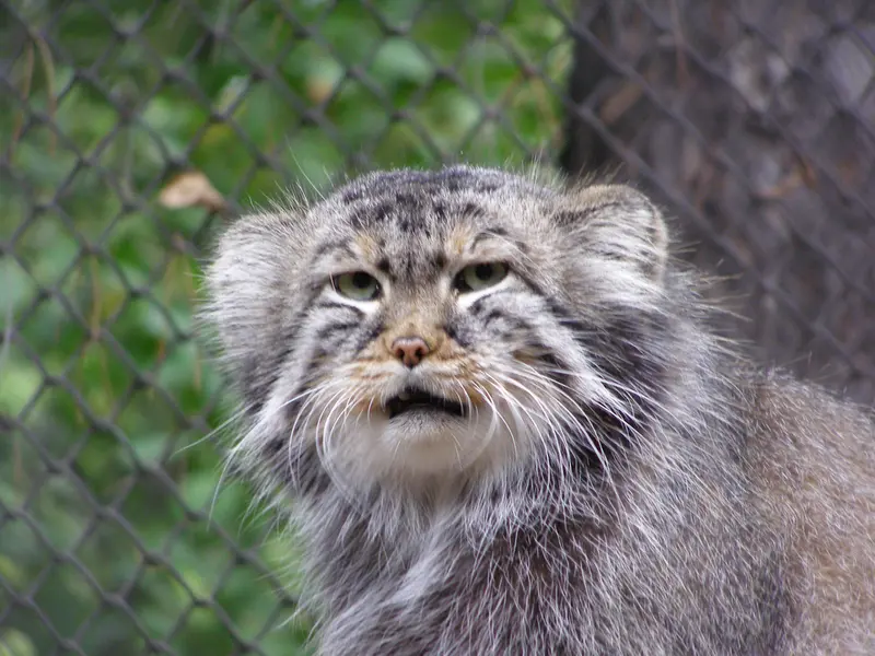 A photograph of Zelenogorsk in Novosibirsk Zoo