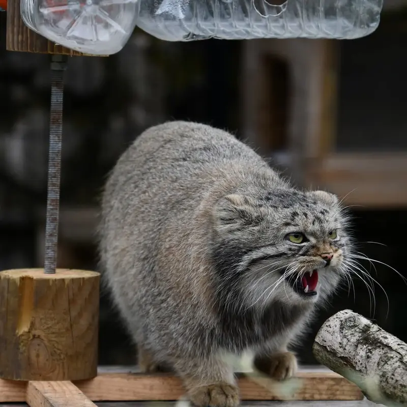 A photograph of a Pallas's cat in Bio-Topia Dunkerque