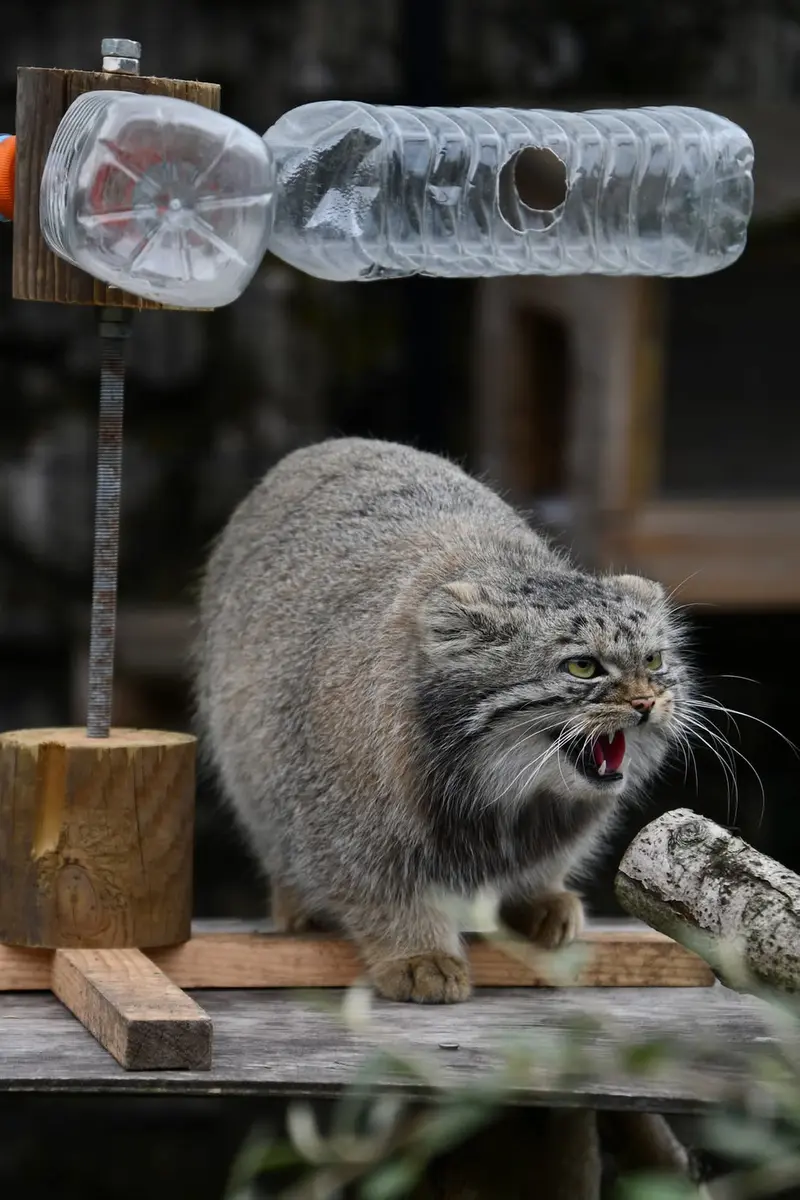 A photograph of a Pallas's cat in Bio-Topia Dunkerque