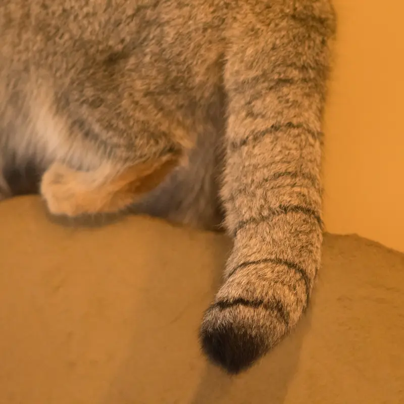 A photograph of Oto in Saitama Children's Zoo