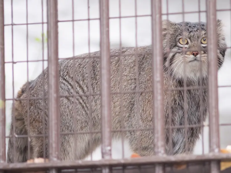 A photograph of Figa in Nogeyama Zoo