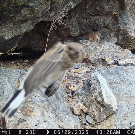 A photograph of a Pallas's cat from Zhundy 1 camera trap