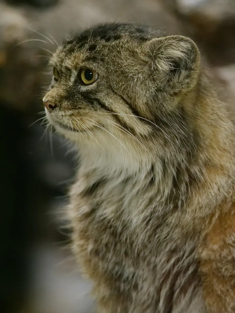 A photograph of Primula in Ueno Zoological Gardens