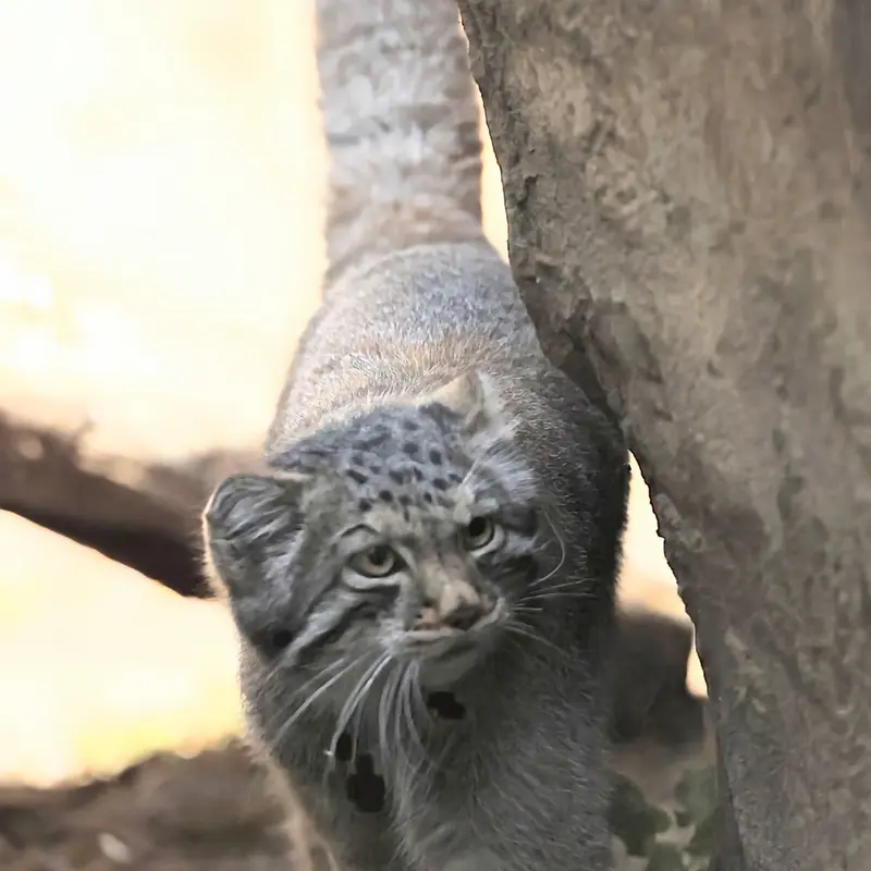 A photograph of a Pallas's cat in Nasu Animal Kingdom