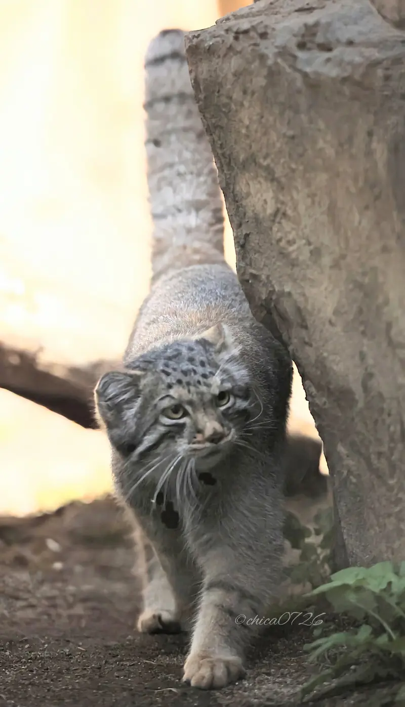 A photograph of a Pallas's cat in Nasu Animal Kingdom