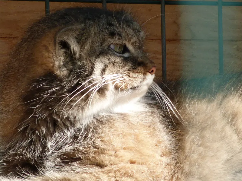 A photograph of Pepe in Barnaul zoo “Lesnaya skazka”