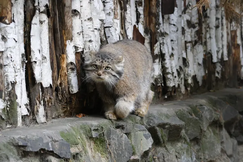 A photograph of Lastochka in Novosibirsk Zoo
