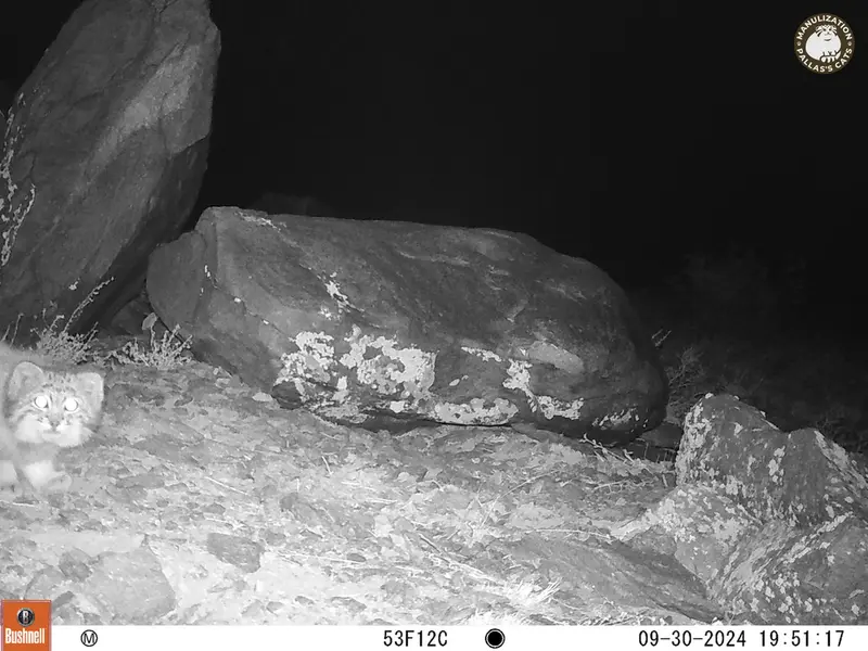 A photograph of Otocolobus manul manul from Koshkar camera trap