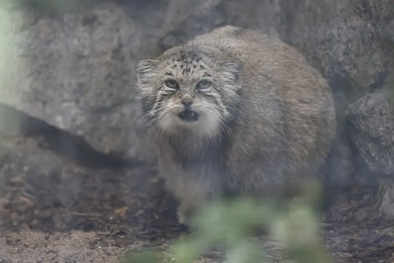 A photograph of a Pallas's cat