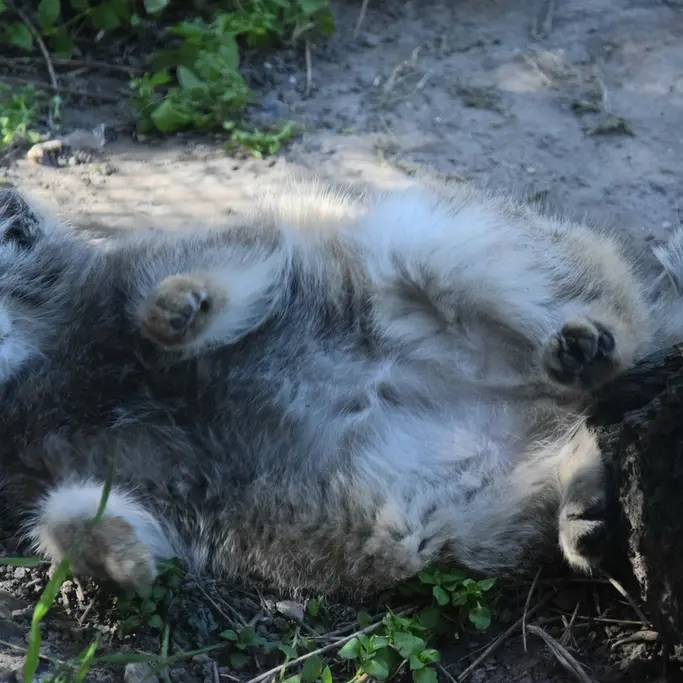 A photograph of Lucy in Budapest Zoo & Botanical Garden