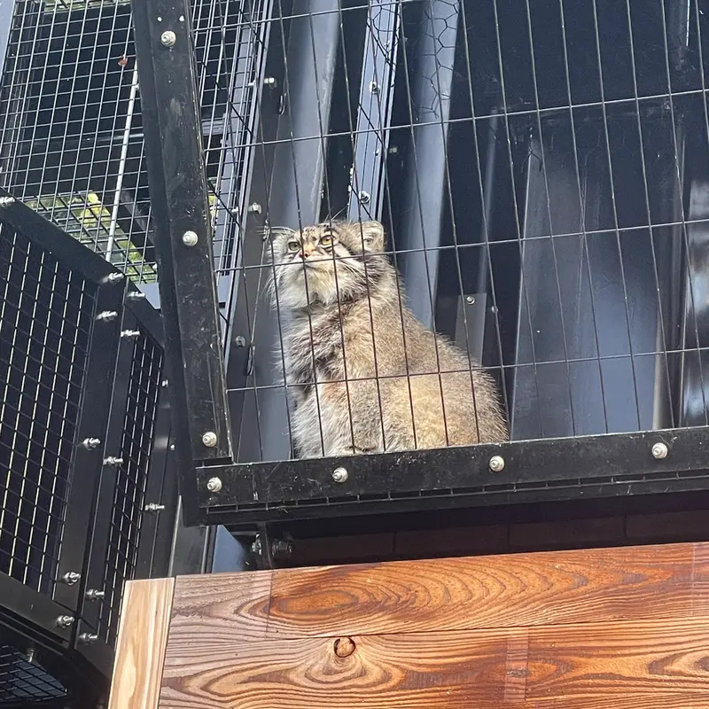 A photograph of Grusha in Asahiyama Zoo