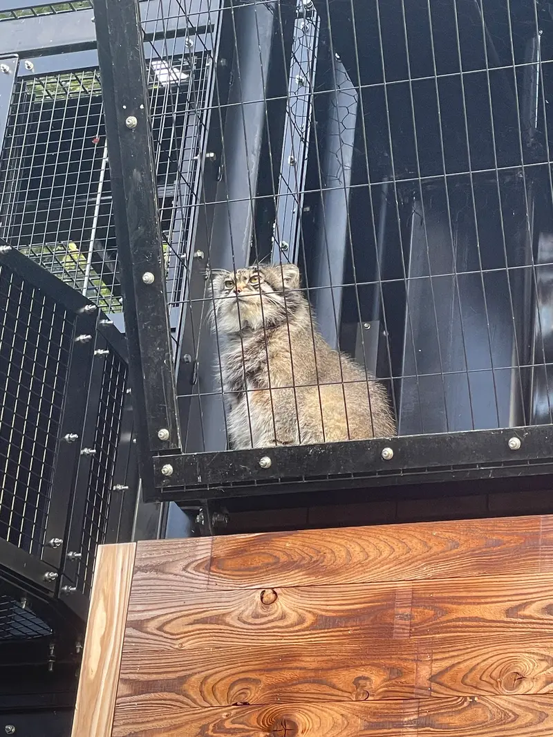 A photograph of Grusha in Asahiyama Zoo