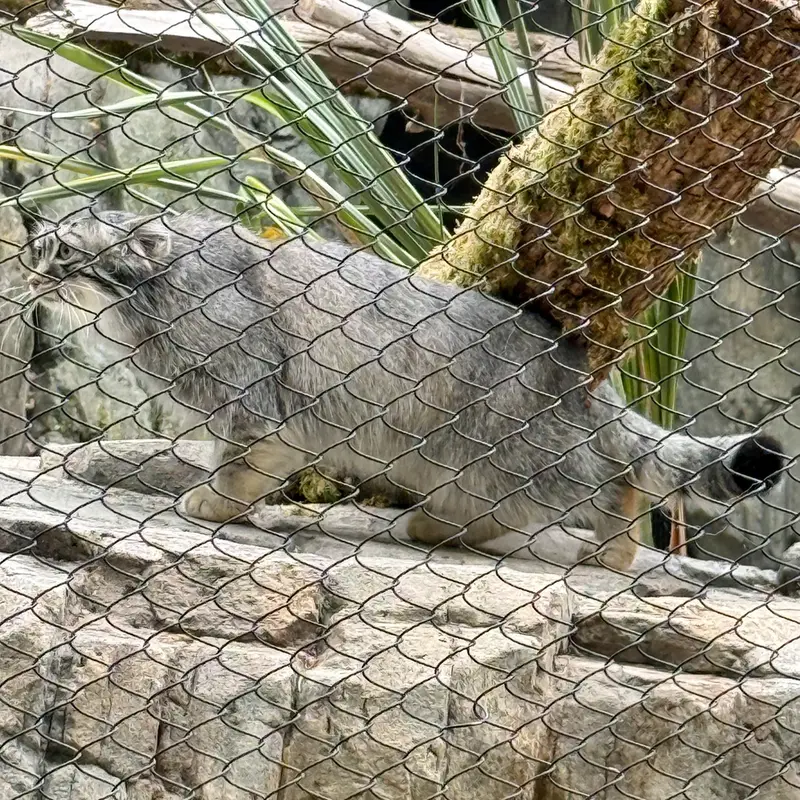 A photograph of Goose in Woodland Park Zoo