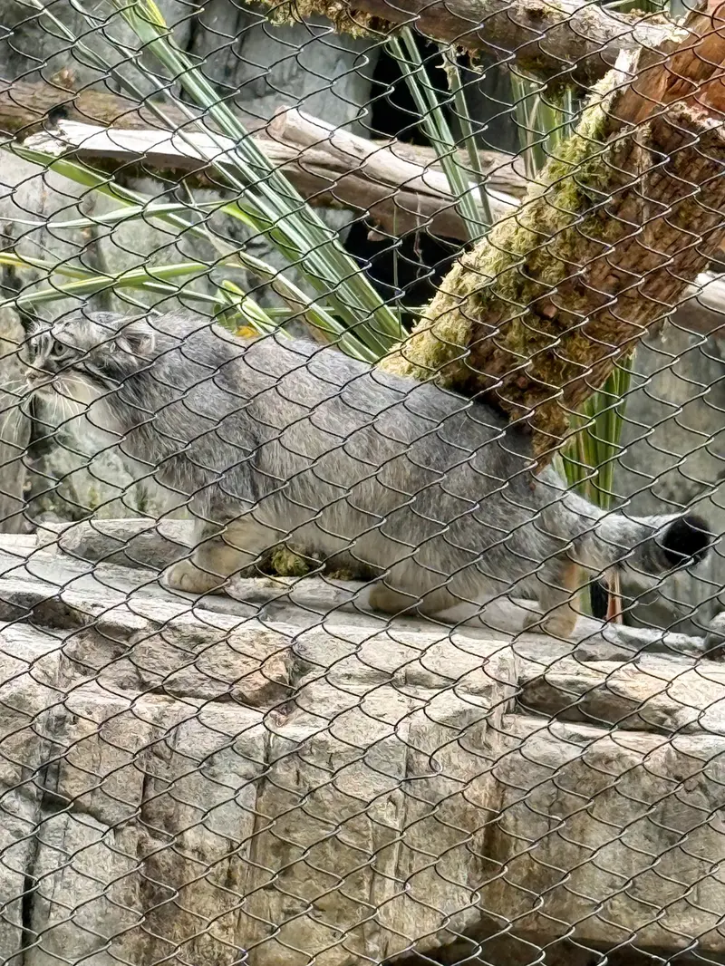 A photograph of Goose in Woodland Park Zoo