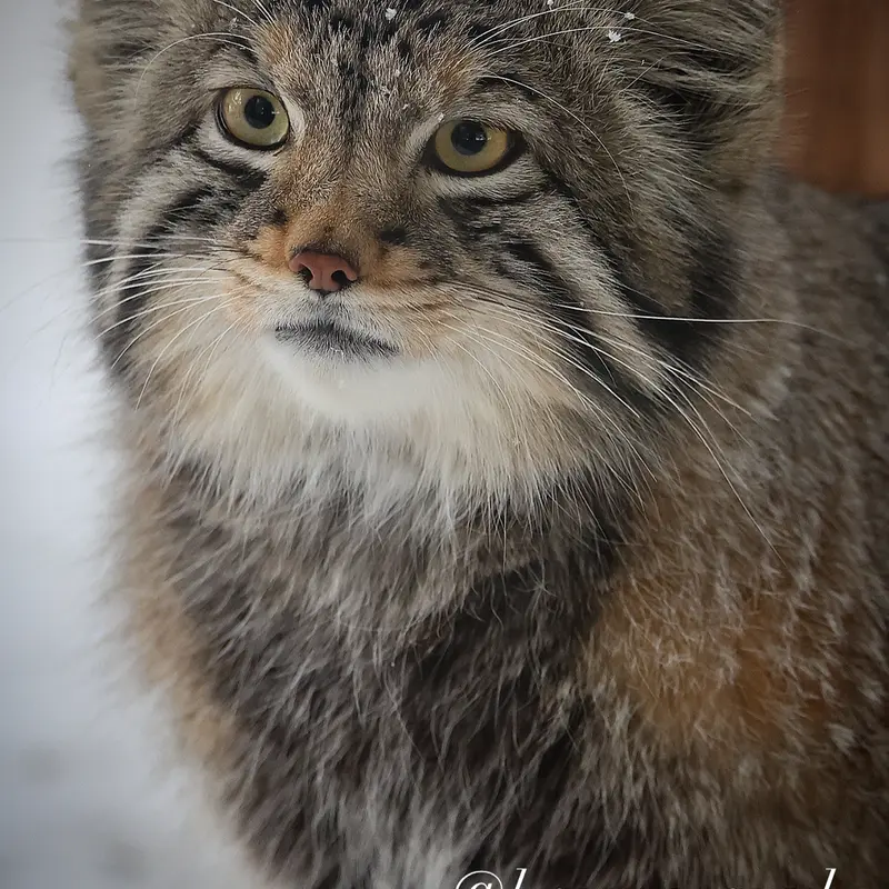 A photograph of a Pallas's cat in Nasu Animal Kingdom