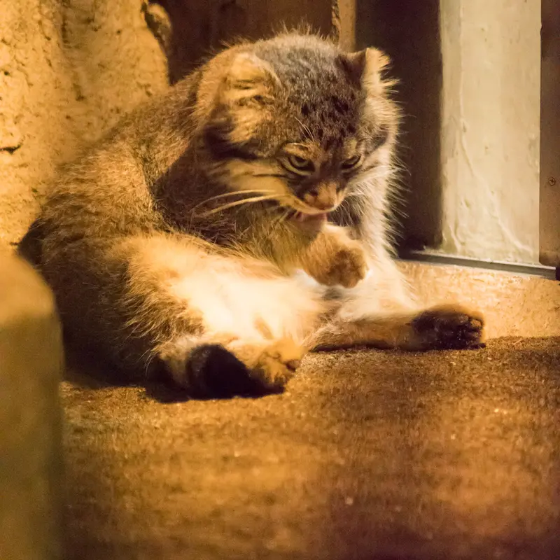 A photograph of Figa in Nogeyama Zoo