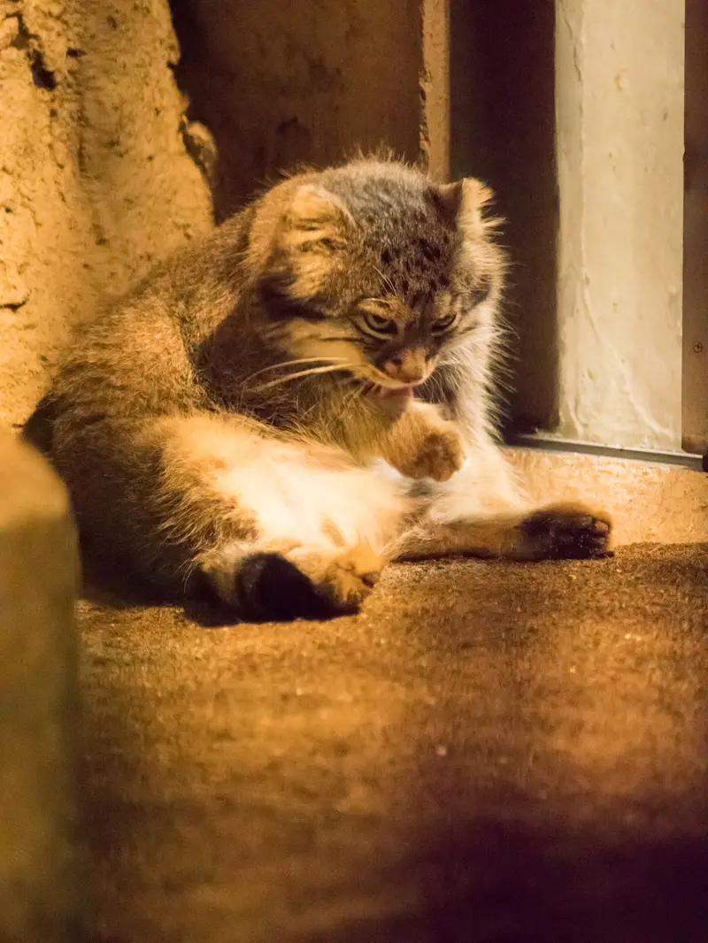 A photograph of Figa in Nogeyama Zoo