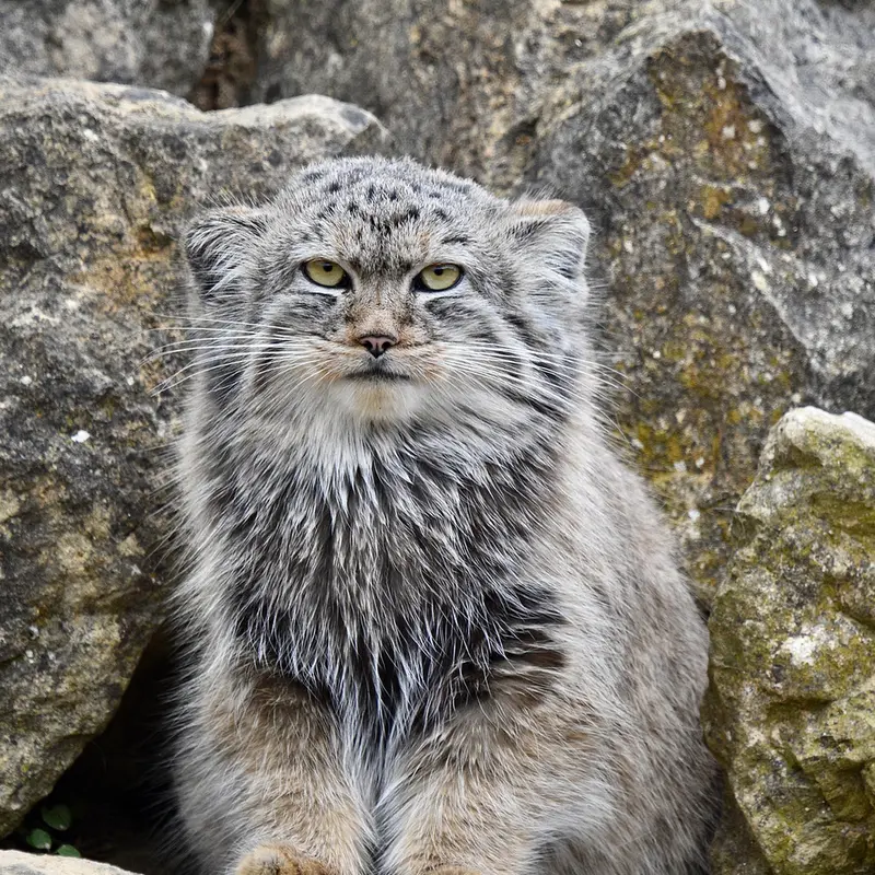A photograph of Khutga in Port Lympne Wild Animal Park
