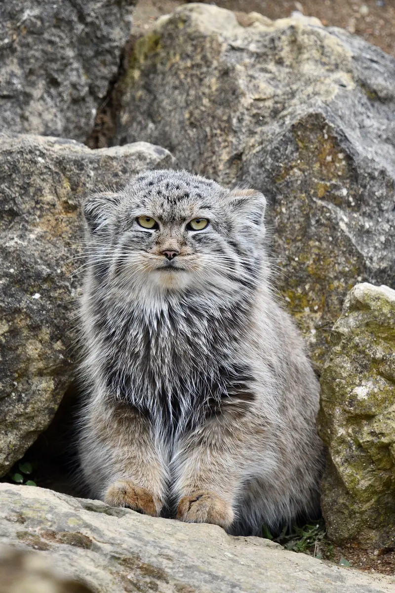 A photograph of Khutga in Port Lympne Wild Animal Park