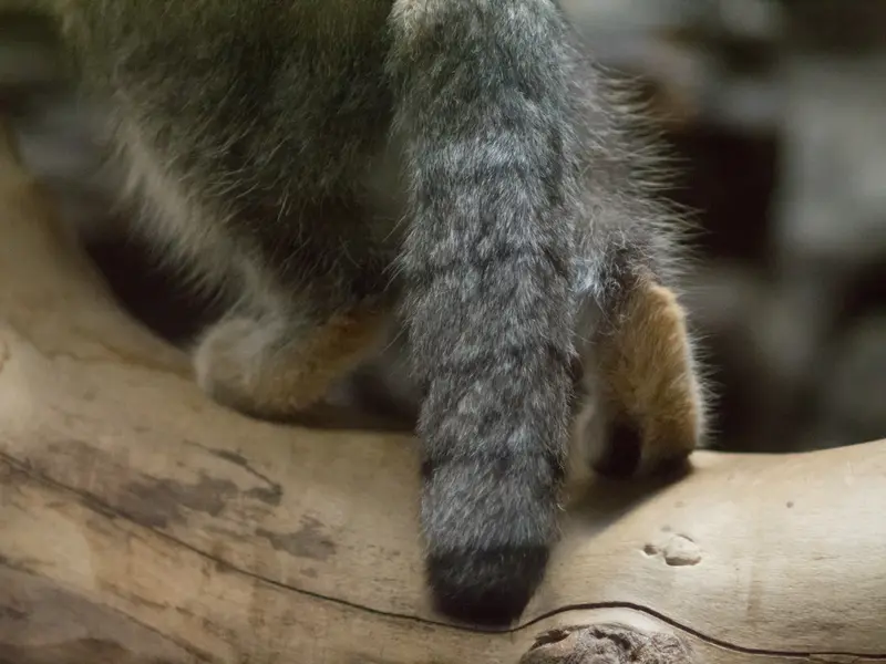A photograph of Klyon in Ueno Zoological Gardens
