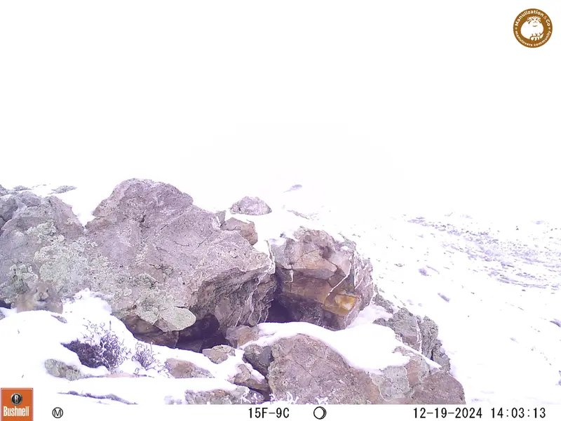A photograph of Pika from Besshoky 1 camera trap