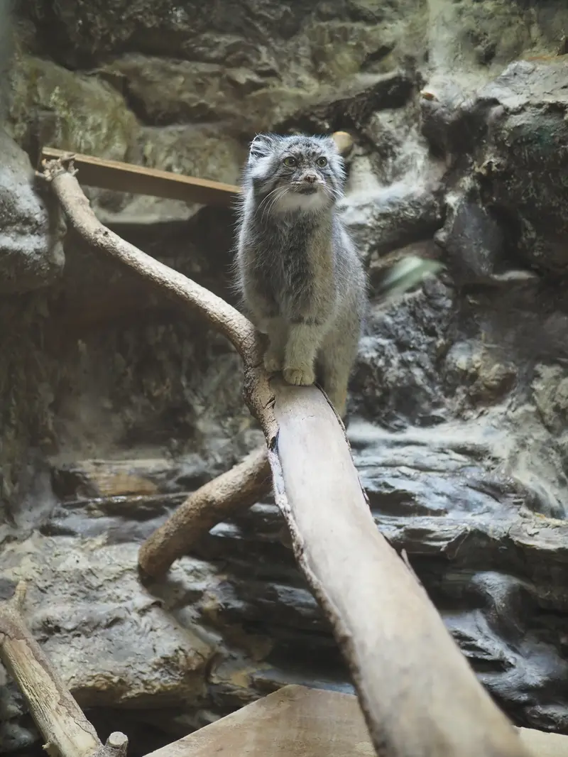 A photograph of Yus in Ueno Zoological Gardens